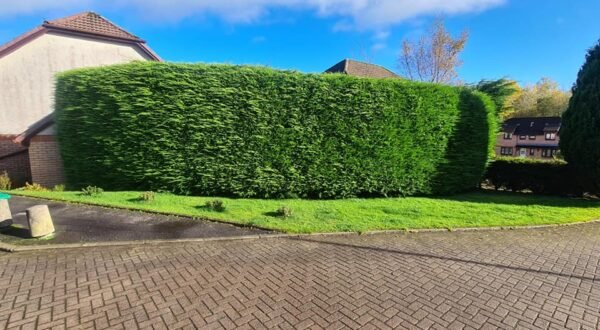 Looking to have your hedges tidied up for the winter. Get in contact for a free quote3